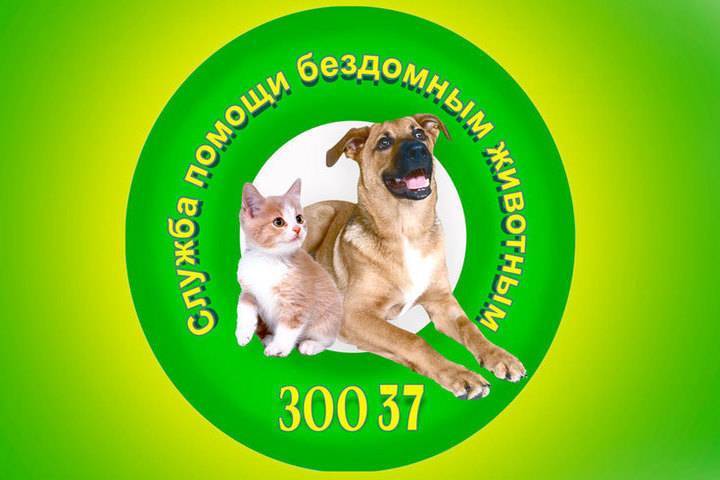 Ивановские чиновники подкармливают бездомных животных