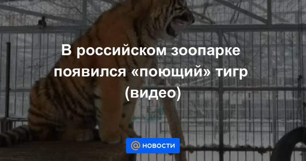 В российском зоопарке появился «поющий» тигр (видео)