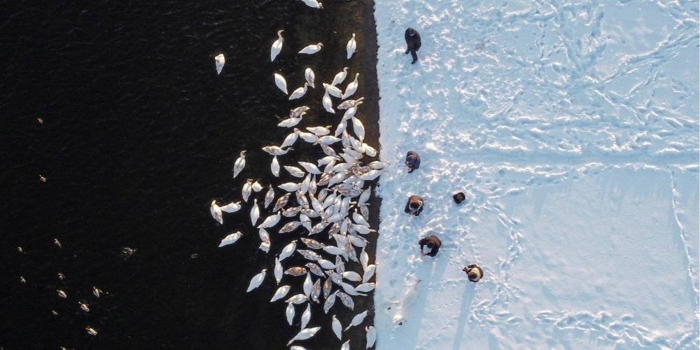Птицы счастья. Лебеди зимуют на водоеме возле Хмельницкой АЭС — фоторепортаж