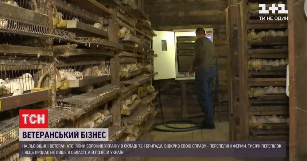 Секреты успеха: во Львовской области ветеран войны открыл две перепелиные фермы
