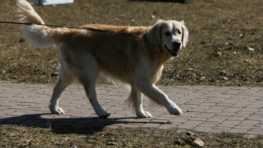 В Китае верный пес пять лет ждет умершего хозяина