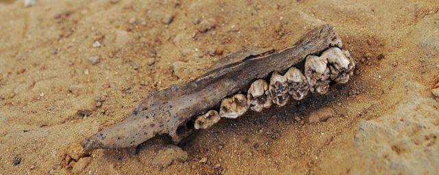 Ученые нашли доказательство скрещивания древних людей и неандертальцев