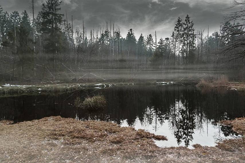 В День водно-болотных угодий в Беловежской пуще презентуют книгу о болоте и расскажут о повторном заболачивании