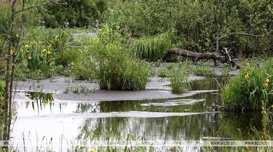 В Беларуси сохранилось более 860 тыс. га болот в естественном состоянии