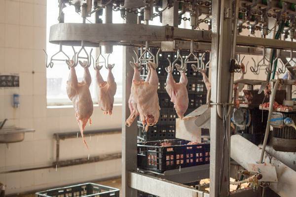 В Курской области имущество птицефабрики продают за 7,5 миллиардов nbsp