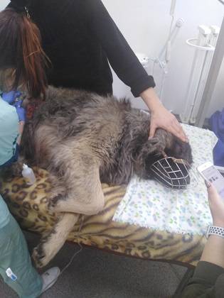 В Корткеросском районе волки отправили пса на операционный стол