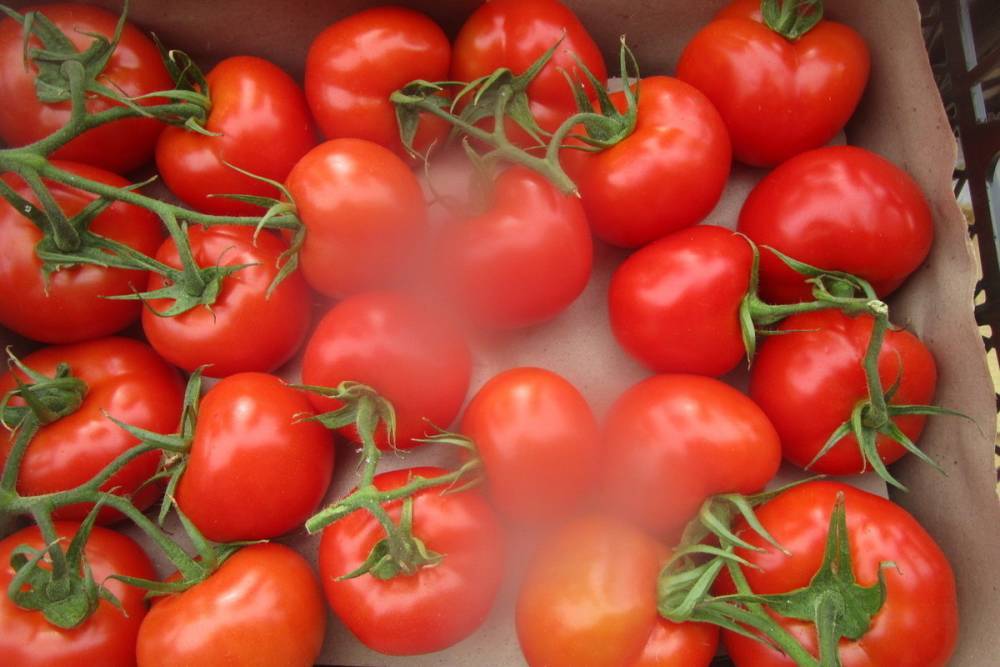 На прилавки Оренбурга могли попасть помидоры с насекомыми