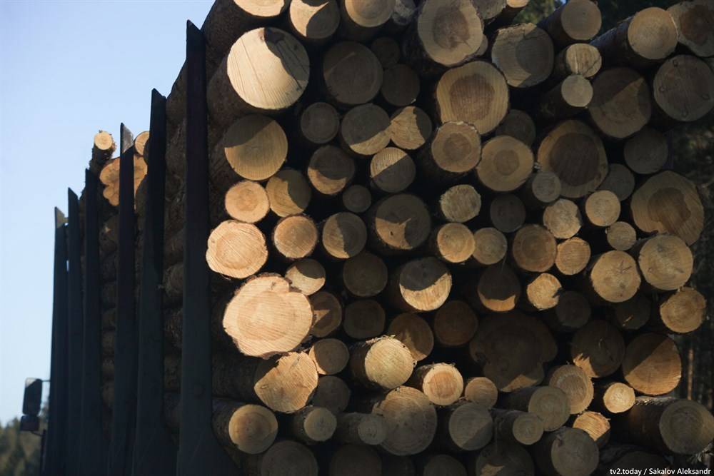 Губернатор Томской области просит не ограничивать экспорт леса в Китай