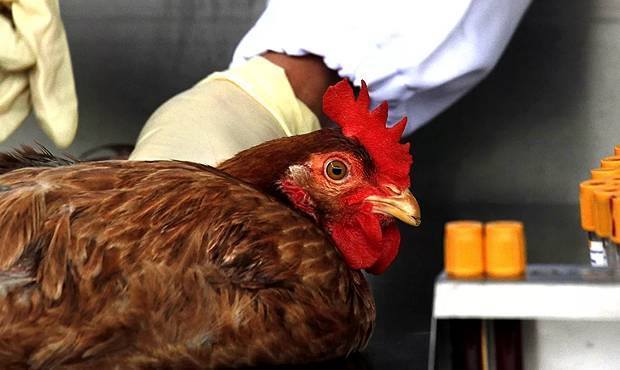 В России у сотрудников одной из птицефабрик выявили птичий грипп