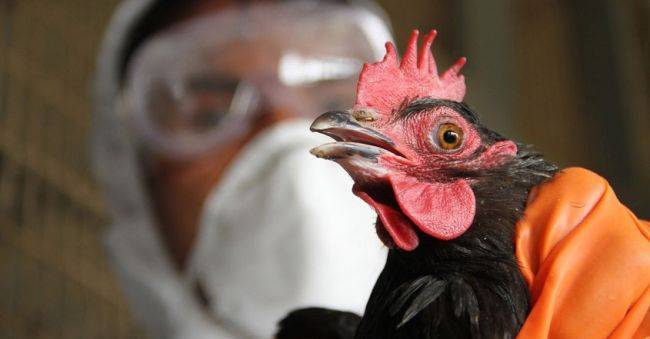 В России впервые в мире люди заразились птичьим гриппом