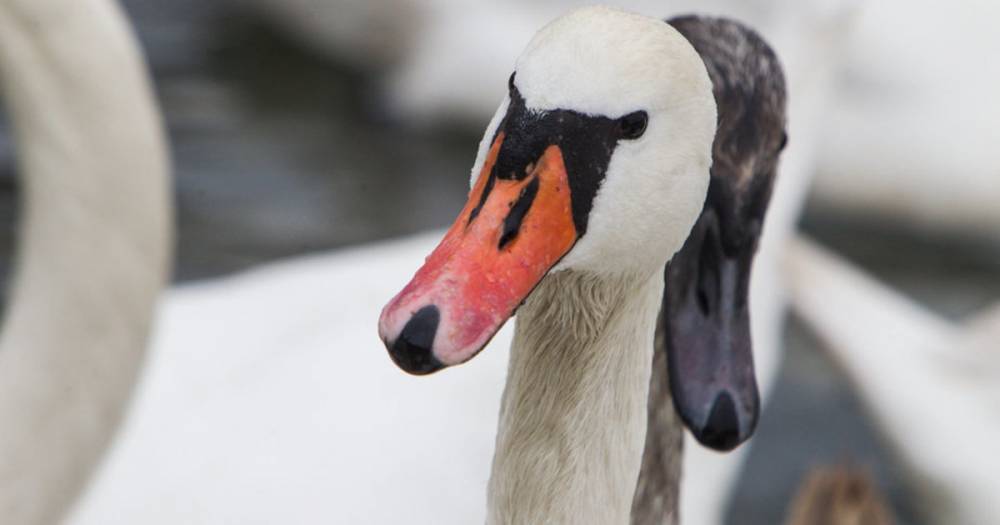 В Балтийске спасли более 20 лебедей, угодивших в нефтяное пятно
