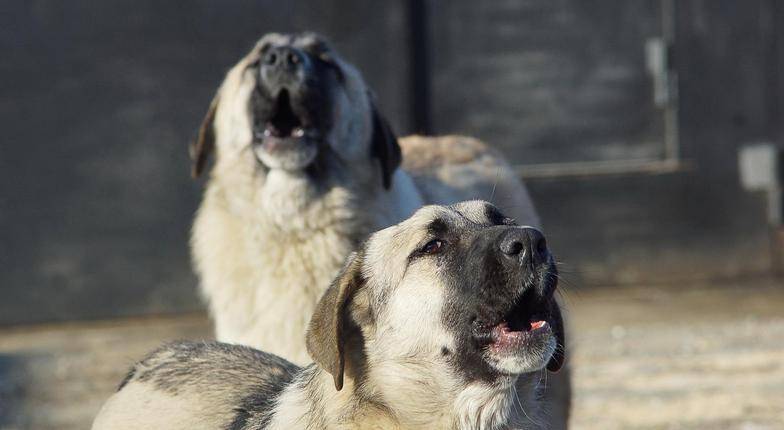 "Зашла на их территорию": в Северодонецке на местную жительницу напала свора собак