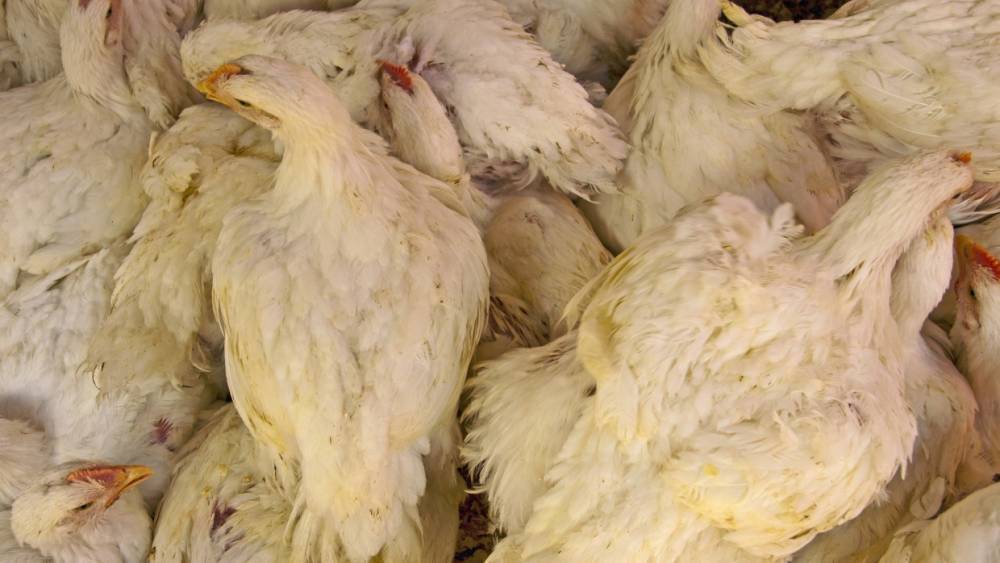 Охотники рискуют подхватить птичий грипп H5N8