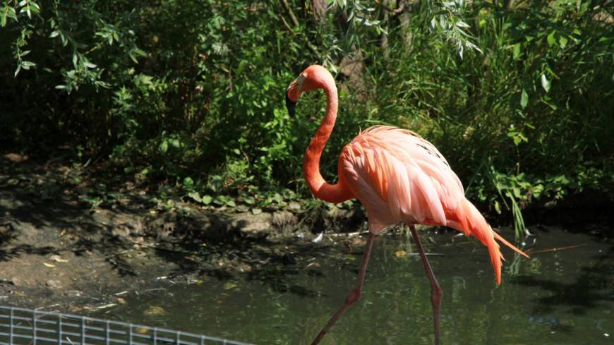 Зоозащитники Кипра заявили об угрозе истребления фламинго