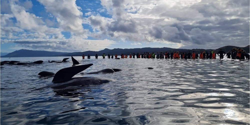 Десятки черных дельфинов выбросились на берег в Новой Зеландии