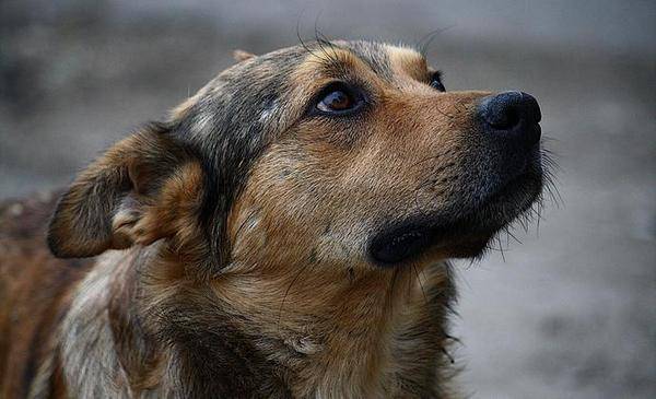 Стало известно, при каких условиях пойманных в Тюмени бродячих собак выпускают обратно