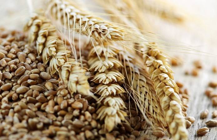 На экспорт ушло почти 9 млн т продовольственной пшеницы