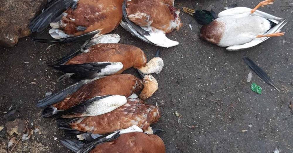 В заповеднике "Аскания-Нова" снова массово гибнут редкие птицы (3 фото)