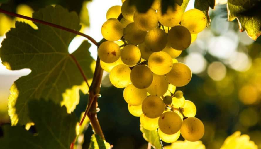 В оккупированном Крыму на грани исчезновения оказался виноград
