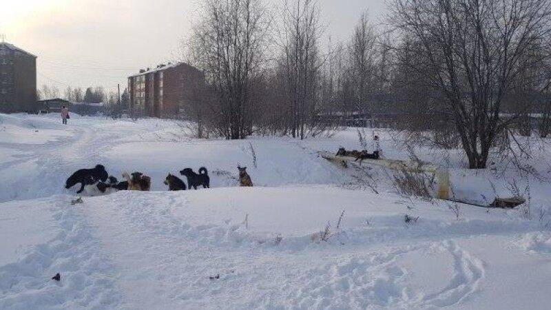 Живодеры застрелили четырех собак в Кировской области