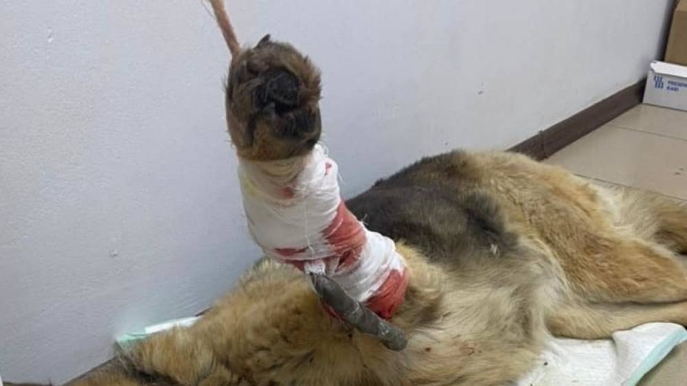 Застреленных собак с разорванными внутренностями нашли в Кировской области