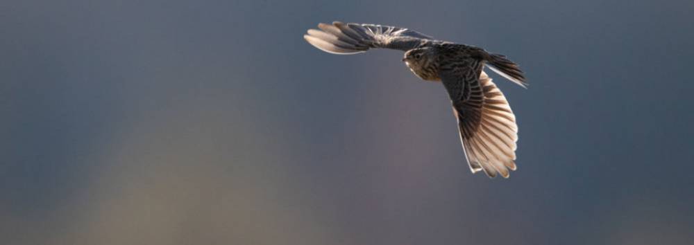 Весна близко: первые перелетные птицы вернулись в Беларусь