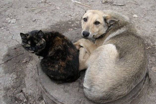 Власти Читы заявили о готовности потратить на приют для бездомных животных 8 млн р.