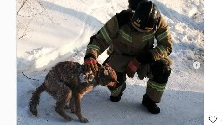 На Ямале спасатели вызволили собаку, которая провела два дня на морозе под завалами после пожара