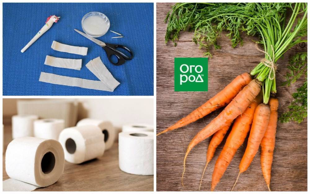 Как посеять морковь на туалетной бумаге – мастер-класс с фото