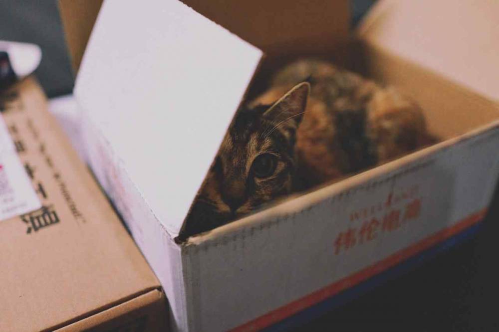Зоопсихолог объяснил любовь кошек к картонным коробкам