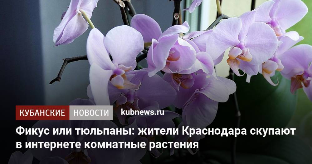 Фикус или тюльпаны: жители Краснодара скупают в интернете комнатные растения