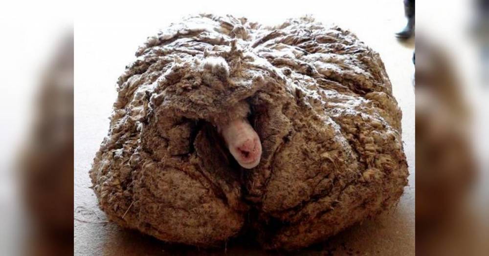 В Австралии спасли заросшую овцу, с которой состригли 35 килограммов шерсти