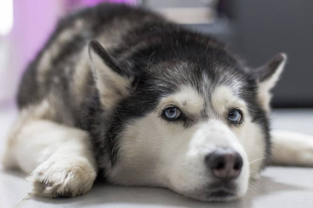 Собака застряла зубами в прутьях переноски во время полета в Подмосковье