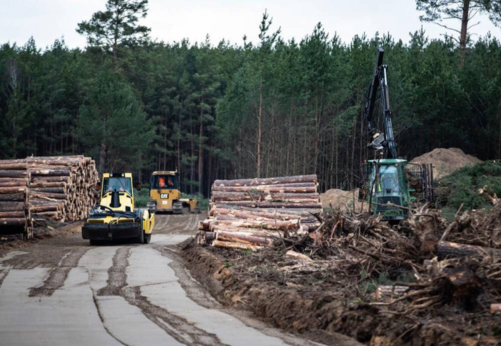 Вырубка лесов в Германии достигла рекордного уровня