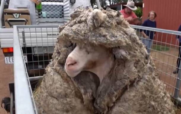 В Австралии с барана состригли 35 кг шерсти