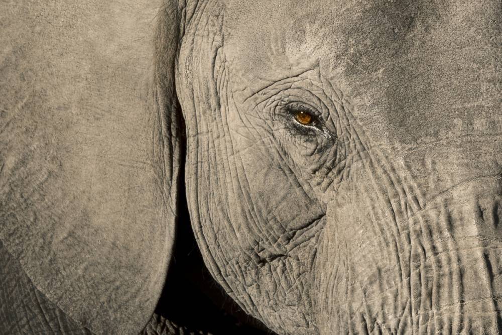 Слон убил смотрителя зоопарка одним ударом из хобота