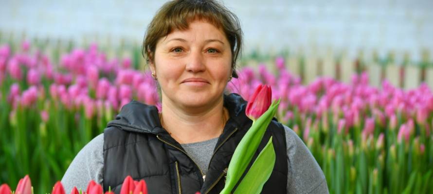 Фермер в Карелии вырастила 100 тысяч тюльпанов (ФОТО)