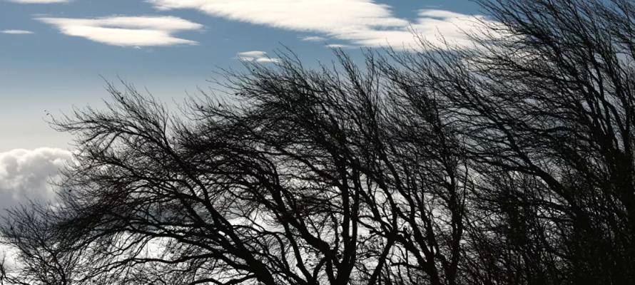 Деревья обрушились от ветра в городе Карелии
