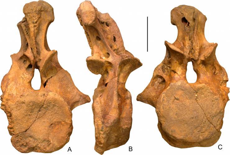 В Азии впервые найдены останки неизвестных гигантских динозавров