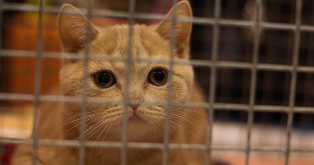 Госдума предложила запретить продажу животных в зоомагазинах и птичьи рынки