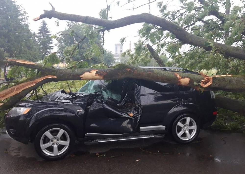 Во Львове женщина отсудила у "Львовской политехники" 73 тысячи гривен за разбитое деревом авто