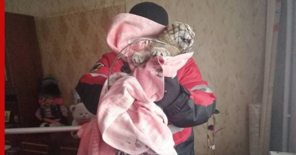 В Саратове спасатели избавили женщину от злобного кота: фото