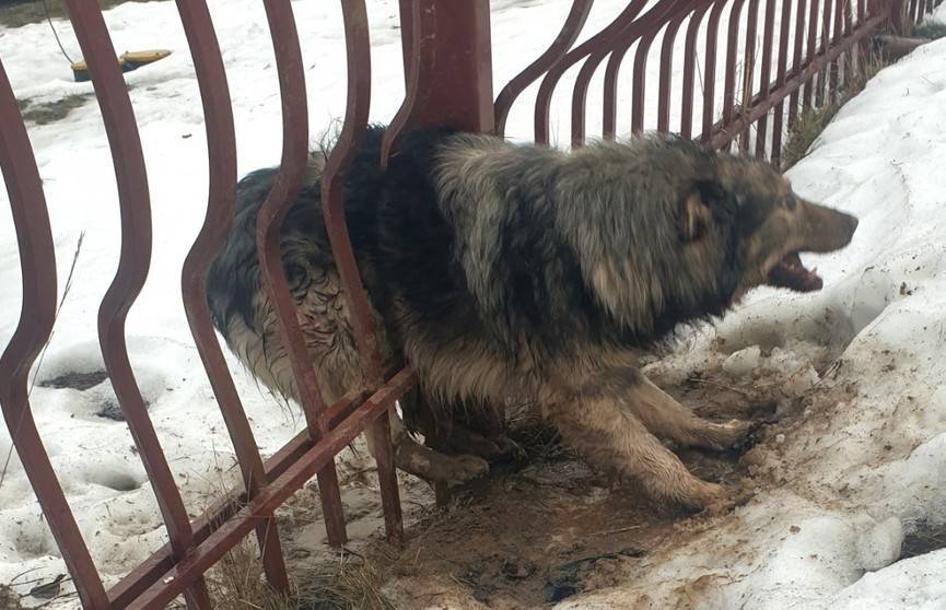 Минские спасатели освободили застрявшую в заборе собаку