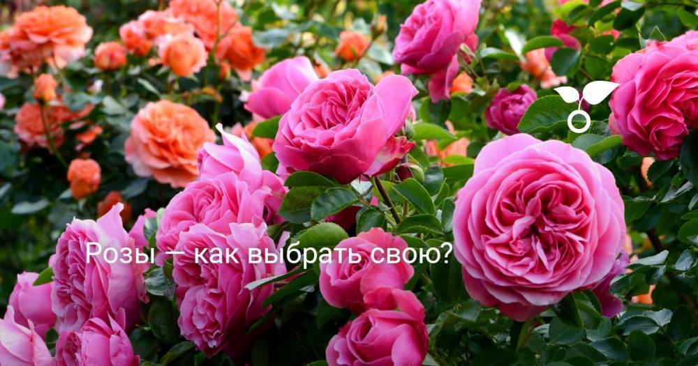 Розы — как выбрать свою?