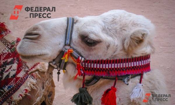 Телеведущая Андреева раскрыла качества хорошего погонщика верблюдов: «Это вам не Байден»
