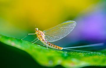 Ученые обнаружили новый вид древних насекомых