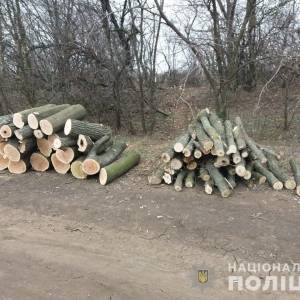 В Запорожской области остановили незаконную вырубку сосен. Фото