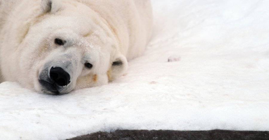 Ученые назвали сроки "размораживания" Северного Ледовитого океана