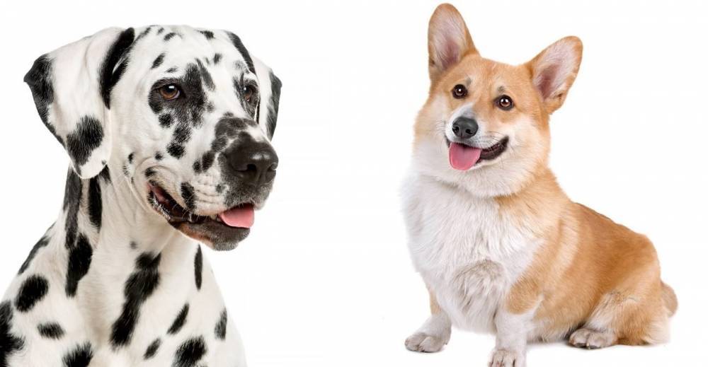 Ученые определили самую красивую породу собак с помощью золотого сечения: кто победил