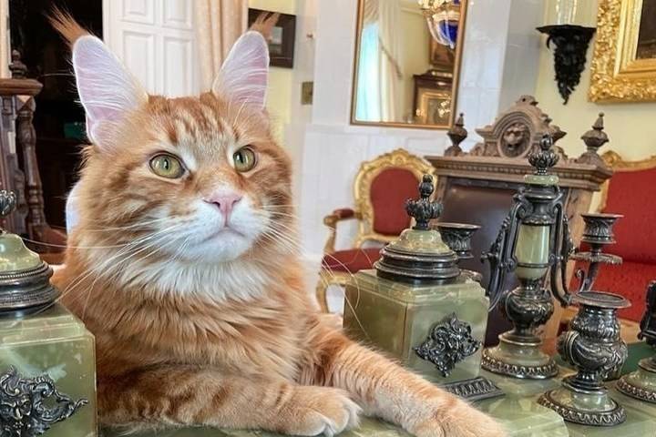На Instagram кота митрополита Тихона подписались больше 10 тысяч человек